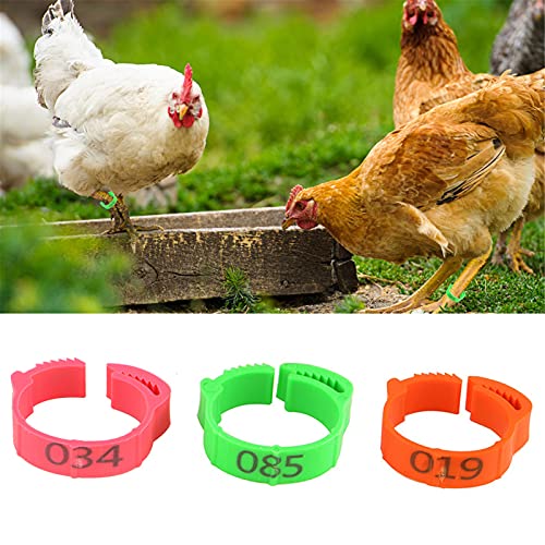 FZQBEY 100 anillos para pies de gallina, anillos para patas de aves de corral, 20 mm, ajustables, anillos de gallina, anillos en espiral, para aves de corral, patos, búhos de ganso, bandas, (verde)