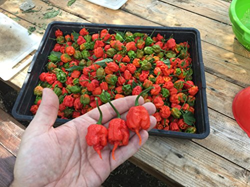 60 Semillas de los 6 Chiles más Picantes del Mundo, Colección 6 + Guía: Carolina Reaper Red, Moruga Scorpion Yellow, Habanero Red Savina, Orange Tiger, Bhut Jolokia/Ghost Chili, 7 Pot White