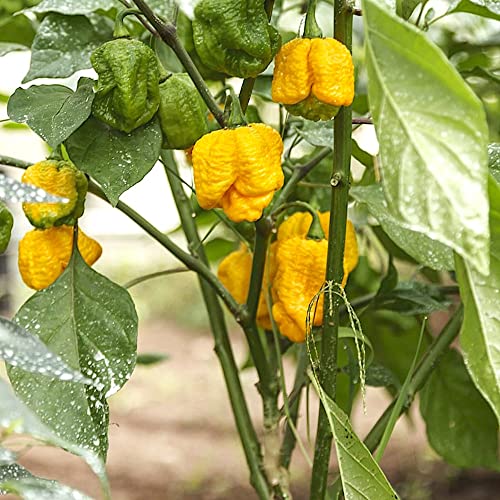 60 Semillas de los 6 Chiles más Picantes del Mundo, Colección 6 + Guía: Carolina Reaper Red, Moruga Scorpion Yellow, Habanero Red Savina, Orange Tiger, Bhut Jolokia/Ghost Chili, 7 Pot White