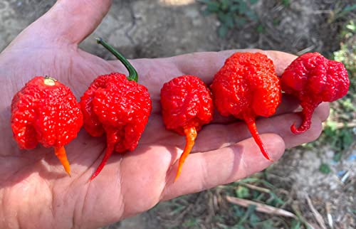 60 Semillas de los 6 Chiles más Picantes del Mundo, Colección 6 + Guía: Carolina Reaper Red, Moruga Scorpion Yellow, Habanero Red Savina, Orange Tiger, Bhut Jolokia/Ghost Chili, 7 Pot White