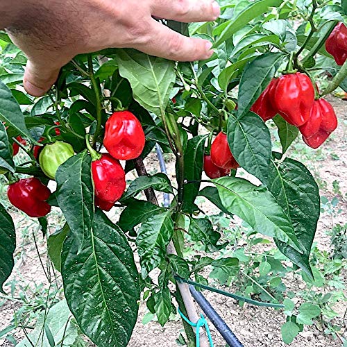 60 Semillas de los 6 Chiles más Picantes del Mundo, Colección 6 + Guía: Carolina Reaper Red, Moruga Scorpion Yellow, Habanero Red Savina, Orange Tiger, Bhut Jolokia/Ghost Chili, 7 Pot White