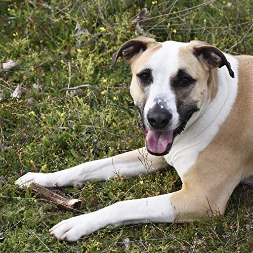 Asta de Ciervo para Cachorros y Perros. Mordedor ecológico Perros 100% Natural, Recogida a pie en los Montes de Toledo. Juguete Perro. Masticable de Larga duración (XS)