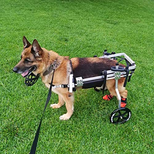 Carritos Silla de Ruedas Remolques para Perros Grande 20-35 KG, Silla Pequeña para Artritis Rehabilitación, Pata Trasera, Mascotas o con Problema de Movilidad/Viejas/Discapacitadas