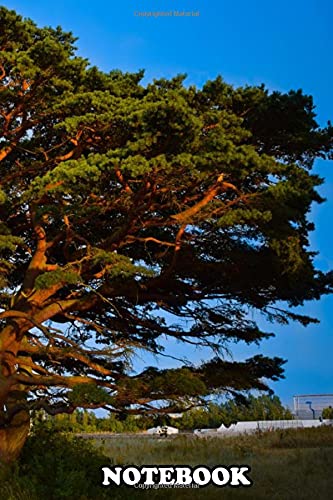 Notebook: A Gnarly Tree On The Beach , Journal for Writing, College Ruled Size 6" x 9", 110 Pages