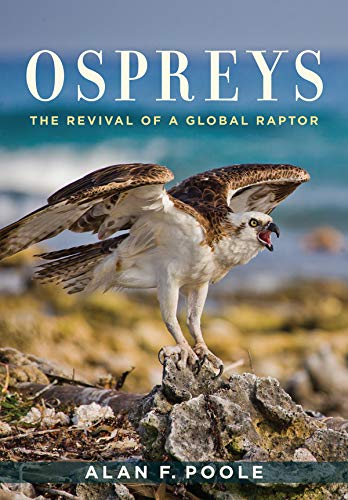 Ospreys: The Revival of a Global Raptor (English Edition)