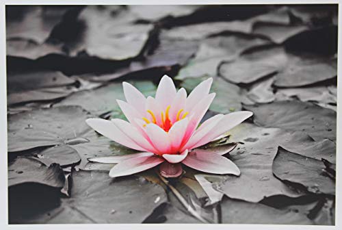 PPD Inkjet - A3 x 50 Hojas de Papel Fotográfico Brillante 280 g/m² - Calidad Profesional - Secado Instantáneo - Para Todas Impresoras de Inyección de Tinta - PPD-16-50