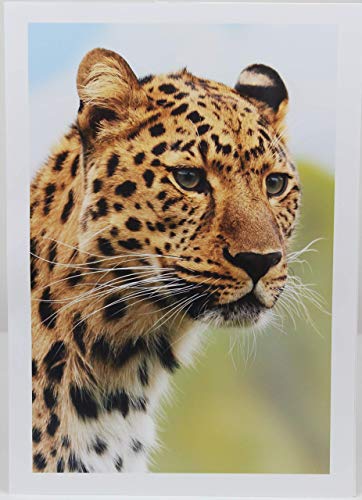 PPD Inkjet - A3 x 50 Hojas de Papel Fotográfico Brillante 280 g/m² - Calidad Profesional - Secado Instantáneo - Para Todas Impresoras de Inyección de Tinta - PPD-16-50