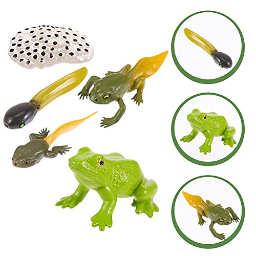 TOYANDONA 1 Juego de Figuras del Ciclo de Vida Animal del Ciclo de Crecimiento de La Rana Figura Modelo Biológico Juguetes Figura Modelo de Crecimiento Animal Juguetes de Desarrollo
