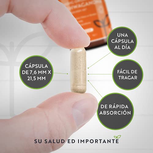 Ashwagandha Orgánica 500mg - Alta Calidad KSM-66® Sin Excipientes - 100% Natural Cápsulas Veganas - Suplemento de Ayurvédico de Withania Somnifera (Ginseng Indio) - Hecho en el RU por Nutravita