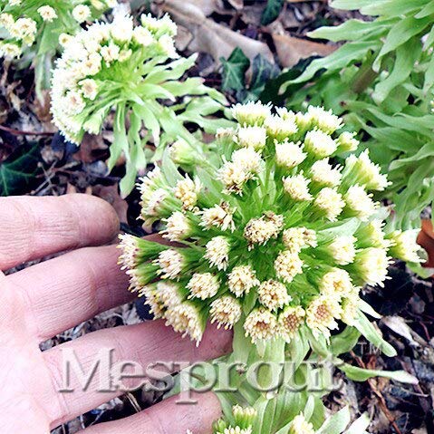 Big Beef Híbrido Petasites Japonicus Seeds, 100 Semillas/paquete, Extra-Large, Extra-Meaty, Extra-Tasty Petasites Japonicus