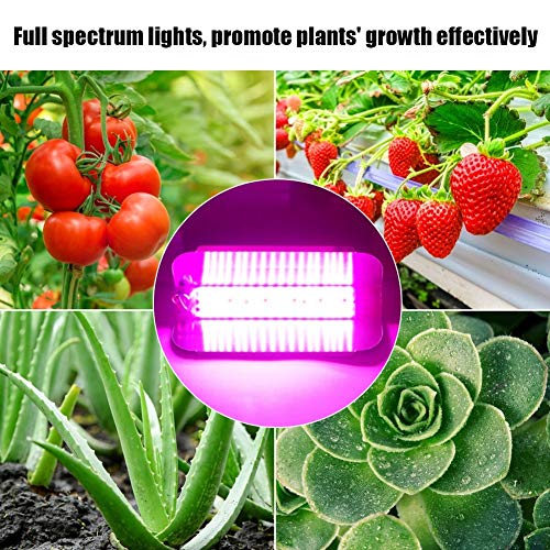 Delaman Grow Light Plantas de Interior COB LED Growing Light Full Spectrum Planta Lámpara de Cultivo para Plantas Flor Vegetales (Capacidad : 30W)
