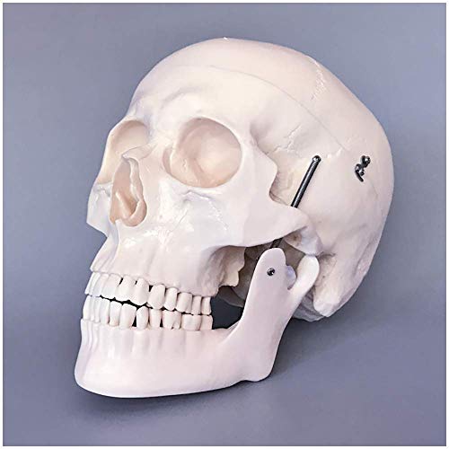 JHGF Modelo de cráneo Humano con Cerebro - Cerebro de tamaño Natural Mdoel Modelo de arteria Cerebral anatómica médica de Estructura de cráneo - para exhibición de Estudio Modelo médico de enseñ