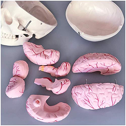 JHGF Modelo de cráneo Humano con Cerebro - Cerebro de tamaño Natural Mdoel Modelo de arteria Cerebral anatómica médica de Estructura de cráneo - para exhibición de Estudio Modelo médico de enseñ