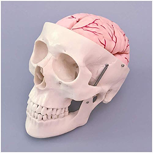 JHGF Modelo de cráneo Humano con Cerebro - Cerebro de tamaño Natural Mdoel Modelo de arteria Cerebral anatómica médica de Estructura de cráneo - para exhibición de Estudio Modelo médico de enseñ