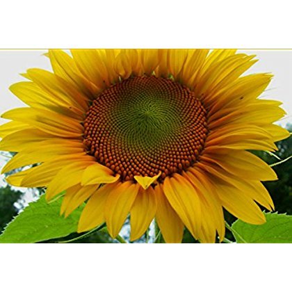 MAMUT raya gris girasol - 30 semillas! Comb.S/H! Vea nuestra tienda!