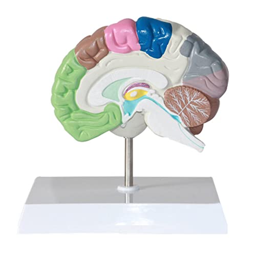 MASADARY Modelo de lóbulo Cerebral Partición de función Cerebral Modelo anatómico del Cerebro Modelo de visualización de Estructura Cerebral