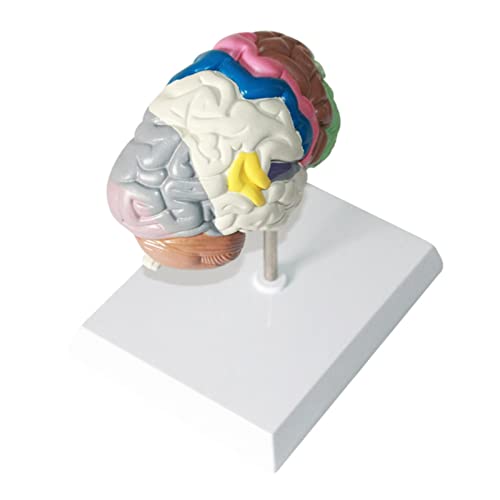 MASADARY Modelo de lóbulo Cerebral Partición de función Cerebral Modelo anatómico del Cerebro Modelo de visualización de Estructura Cerebral
