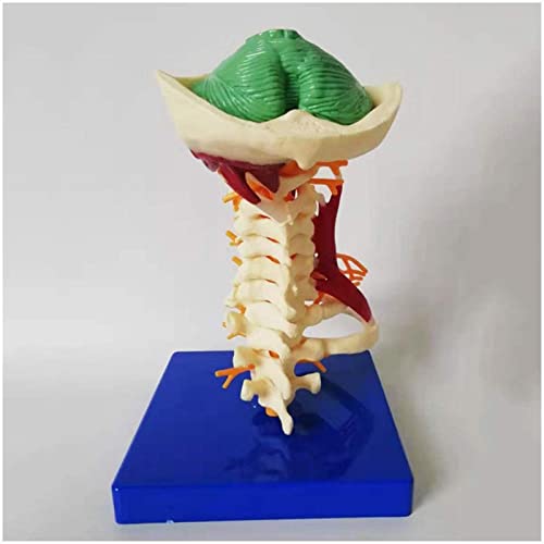 Modelo de vértebras cervicales - 1: 1 modelo de columna vertebral de la arteria carótida de la vértebra cervical humana de tamaño natural con nervios, tallo cerebral, hueso occipital, axila, vértebras