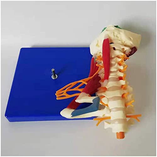 Modelo de vértebras cervicales - 1: 1 modelo de columna vertebral de la arteria carótida de la vértebra cervical humana de tamaño natural con nervios, tallo cerebral, hueso occipital, axila, vértebras