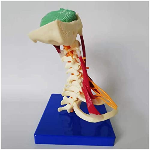 Modelo de vértebras cervicales - 1: 1 modelo de columna vertebral de la arteria carótida de la vértebra cervical humana de tamaño natural con nervios, tallo cerebral, hueso occipital, axila, vértebras