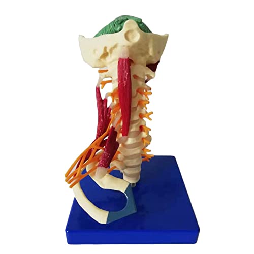 Modelo de vértebras cervicales - 1: 1 modelo de columna vertebral de la arteria carótida de la vértebra cervical humana de tamaño natural con nervios, tallo cerebral, hueso occipital, axila, vértebras