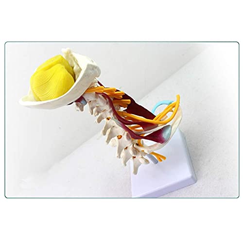 Modelo de vértebras cervicales - Modelo de vértebras cervicales humanas con nervios, tallo cerebral, hueso occipital, axila, vértebras cervicales torácicas - Modelo de enseñanza médica de hueso esquel