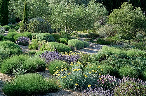 Planting Design for Dry Gardens: Beautiful, Resilient Groundcovers for Terraces, Paved Areas, Gravel and Other Alternatives to the Lawn