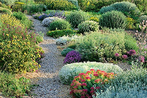 Planting Design for Dry Gardens: Beautiful, Resilient Groundcovers for Terraces, Paved Areas, Gravel and Other Alternatives to the Lawn