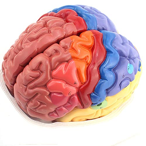 XCTLZG Modelo de Cerebro, Modelo Humano de Cerebro Funcional, Modelo de Cerebro Regional Humano anatómico médico, Modelo de Compartimento de Corteza Cerebral Modelo anatómico Modelo médico