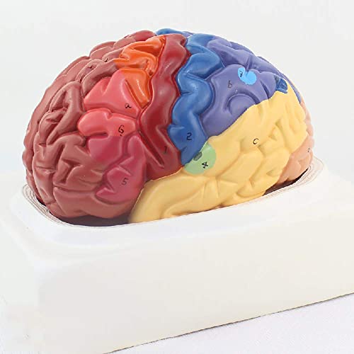 XCTLZG Modelo de Cerebro, Modelo Humano de Cerebro Funcional, Modelo de Cerebro Regional Humano anatómico médico, Modelo de Compartimento de Corteza Cerebral Modelo anatómico Modelo médico