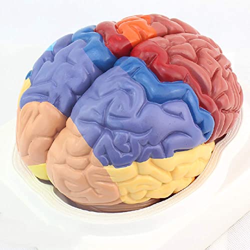 XCTLZG Modelo de Cerebro, Modelo Humano de Cerebro Funcional, Modelo de Cerebro Regional Humano anatómico médico, Modelo de Compartimento de Corteza Cerebral Modelo anatómico Modelo médico