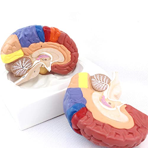 XCTLZG Modelo de Cerebro, Modelo Humano de Cerebro Funcional, Modelo de Cerebro Regional Humano anatómico médico, Modelo de Compartimento de Corteza Cerebral Modelo anatómico Modelo médico