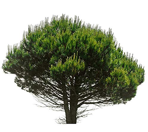 PINO PIÑONERO (pinus pinea) - Pino natural de 30-40 cms de altura. Ideal para transplantar o para regalar (4)