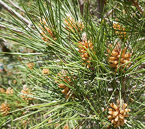 PINO PIÑONERO (pinus pinea) - Pino natural de 30-40 cms de altura. Ideal para transplantar o para regalar (4)