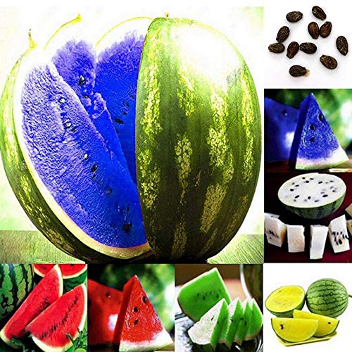 Planta Flor Vegetal Fruta Árbol Semillas 1 Bolsa Semilla De Sandia Rústico Jugoso Color Mixto Sandía Fruta Semillas Para Granja - Azul Sandía Semillas