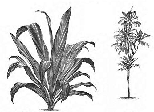 Plants: 2400 Designs (Dover Pictorial Archive)