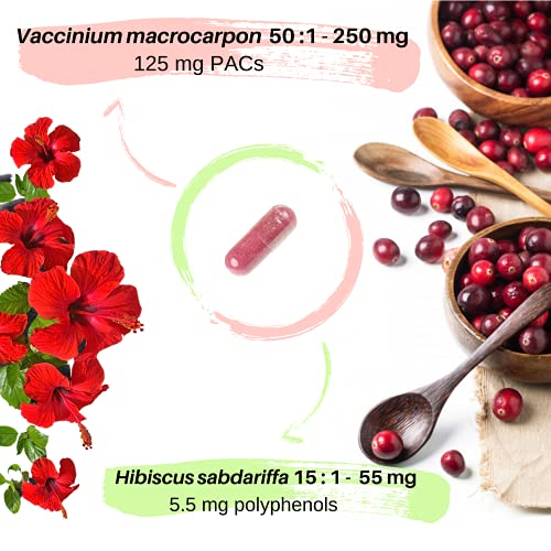 Uritractin – Extractos de Arándano rojo americano 12500 mg (con 125 mg de PACs) + Flor de hibisco 825 mg (con 5,5 mg de polifenoles) por cápsula. Suministro para 4 Meses. 120 cápsulas. Vegano. No OGM