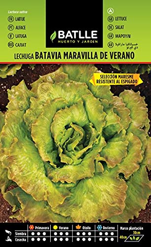 Semillas Hortícolas - Lechuga Batavia Maravilla de Verano sel. Maresme - Batlle