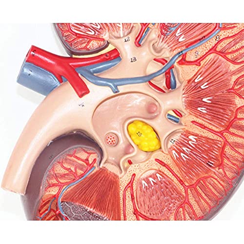 WECDS Modelo anatómico de órgano humano de aumento de 3 veces,Modelo anatómico del riñón humano,Modelo de glándula suprarrenal para educación médica