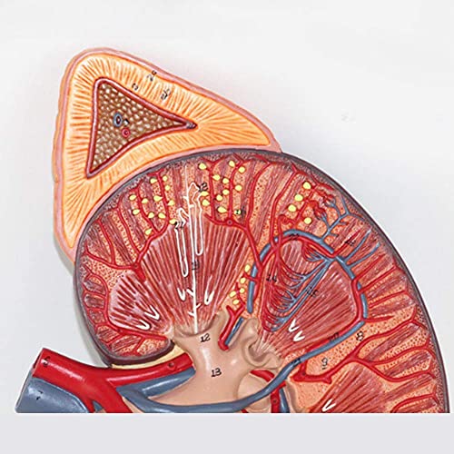 WECDS Modelo anatómico de órgano humano de aumento de 3 veces,Modelo anatómico del riñón humano,Modelo de glándula suprarrenal para educación médica