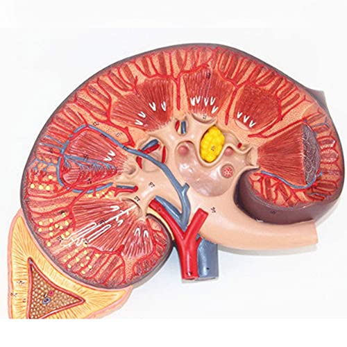 WECDS Modelo anatómico de órgano humano de aumento de 3 veces,Modelo anatómico del riñón humano,Modelo de glándula suprarrenal para educación médica