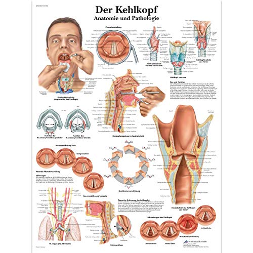 3B Scientific VR0248UU - Póster explicativo sobre la laringe (en alemán Der Kehlkopf)