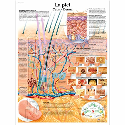 3B Scientific Vr3283L Póster Anatómico, la Piel