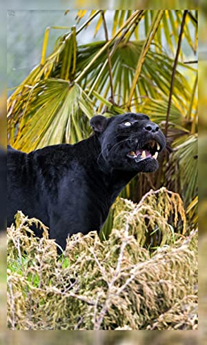 4K Black Panther Wallpaper HD