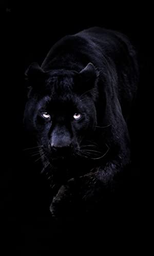 4K Black Panther Wallpaper HD