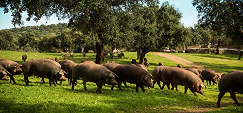 5 Kg Paleta Iberica de Cebo, Pata Negra, 100% Natural de EXTREMADURA, Curación de 24 - 28 meses - Jamón Ibérico de cebo| INSIGNIA IBERICA