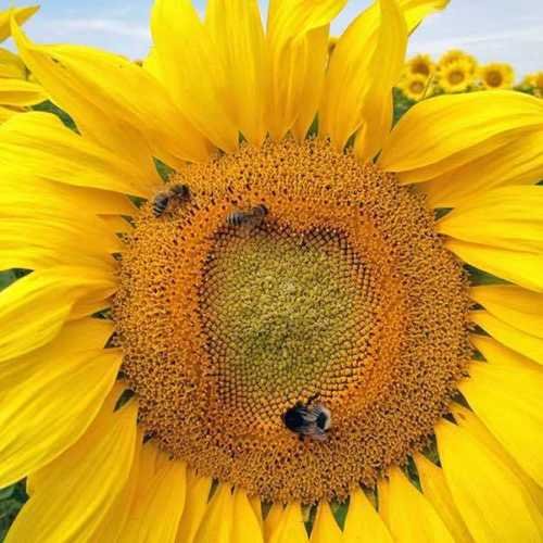 50 semillas de girasol gran mamut jardín de flores