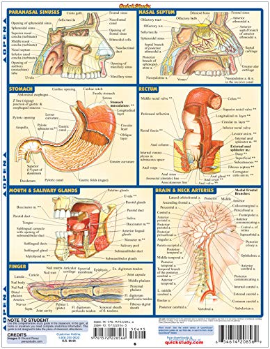 Anatomy 2 - Reference Guide: a QuickStudy Reference Tool (Quick Study Academic)