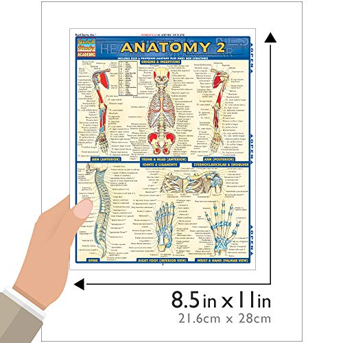 Anatomy 2 - Reference Guide: a QuickStudy Reference Tool (Quick Study Academic)