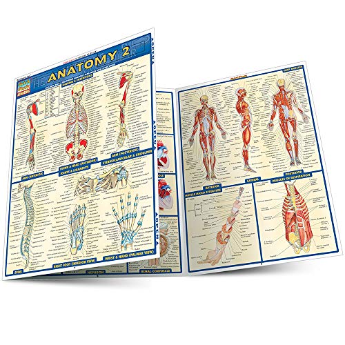 Anatomy 2 - Reference Guide: a QuickStudy Reference Tool (Quick Study Academic)